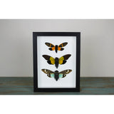 Triplet of Cicadas in A Frame - Stay Wild Collective  Entomology art