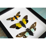 Triplet of Cicadas in A Frame - Stay Wild Collective  Entomology art