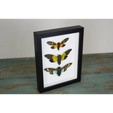 Triplet of Cicadas in A Frame - Stay Wild Collective  Entomology art