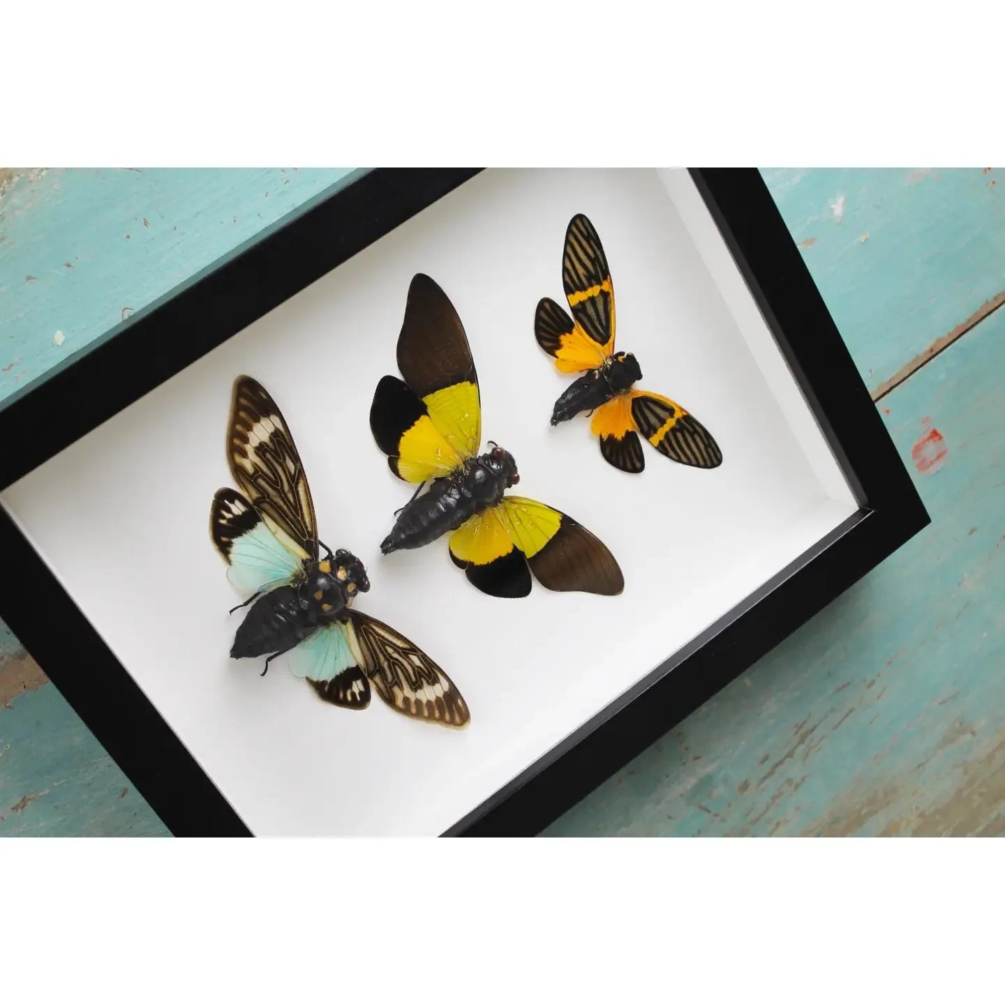 Triplet of Cicadas in A Frame - Stay Wild Collective  Entomology art