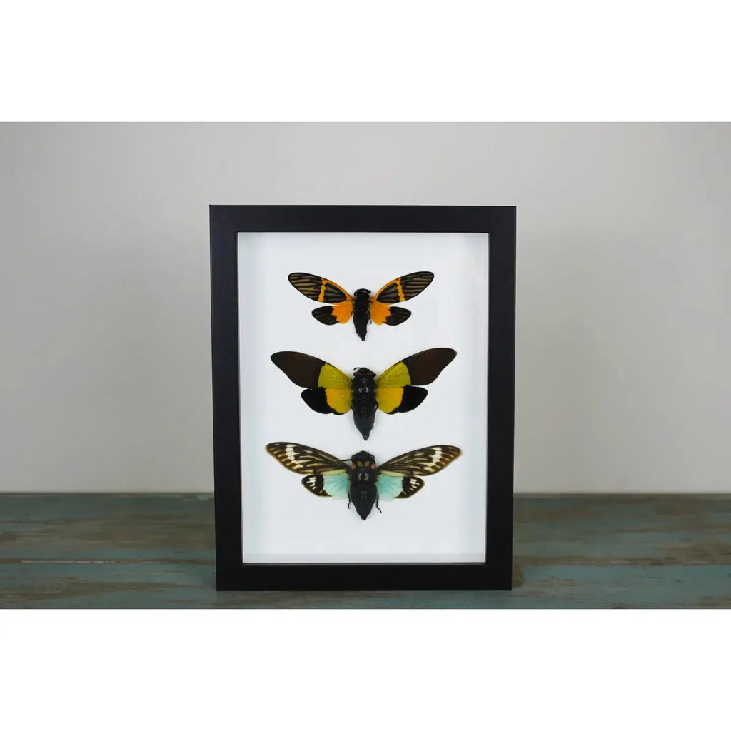 Triplet of Cicadas in A Frame - Stay Wild Collective  Entomology art