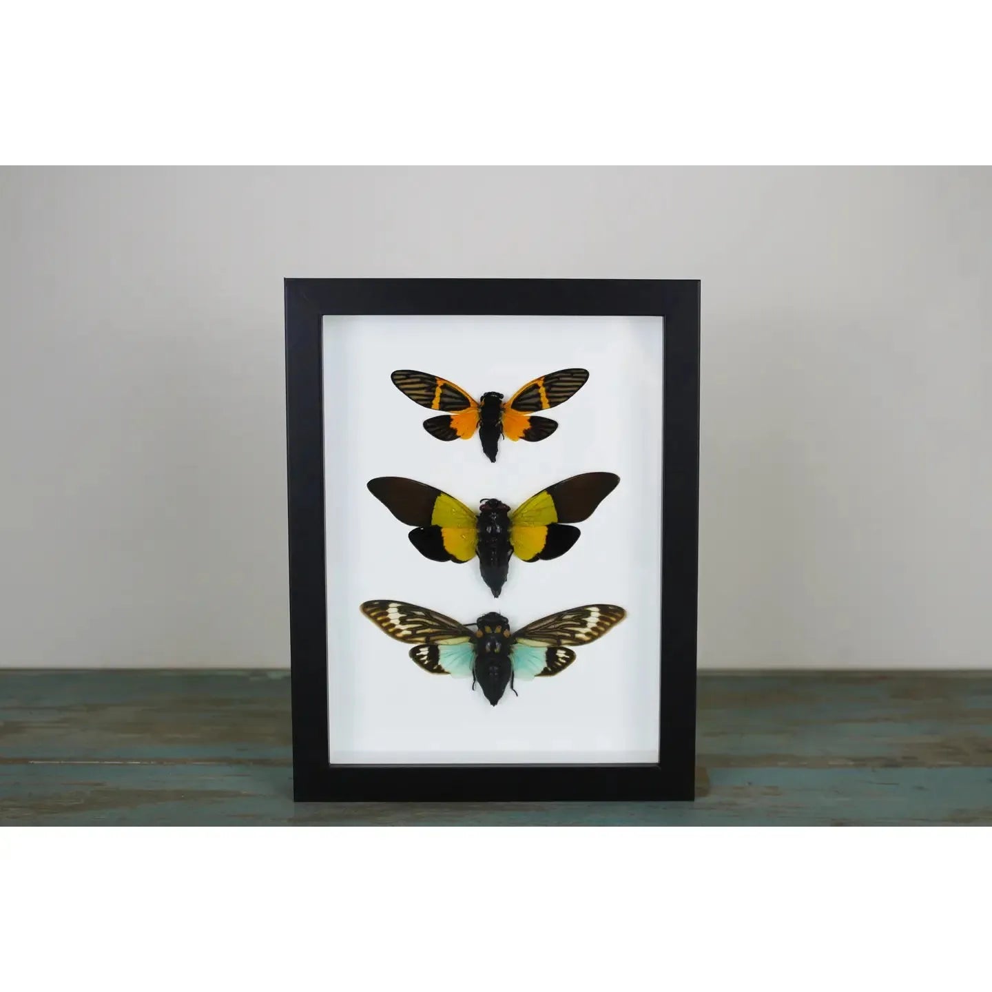 Triplet of Cicadas in A Frame - Stay Wild Collective  Entomology art